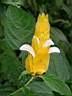 Plante crevette jaune